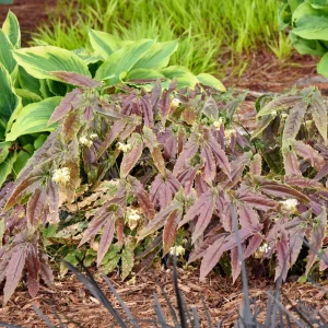 Epimedium Sandy Claws Perennial Live Plant – Well Rooted – 5.25