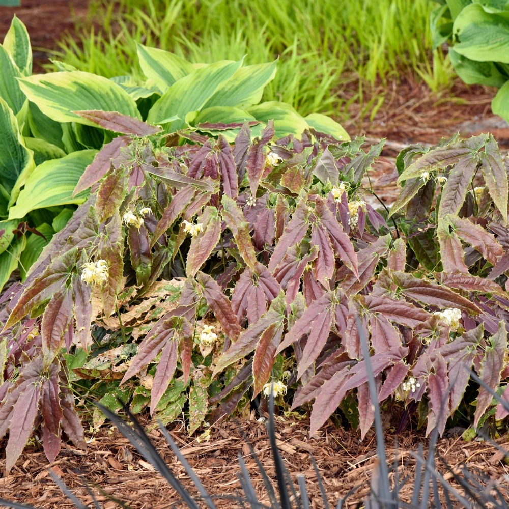 Epimedium Sandy Claws Perennial Live Plant – Well Rooted – 5.25" Pot – Shade - Image 2