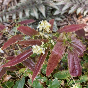 Epimedium Sandy Claws Perennial Live Plant – Well Rooted – 5.25