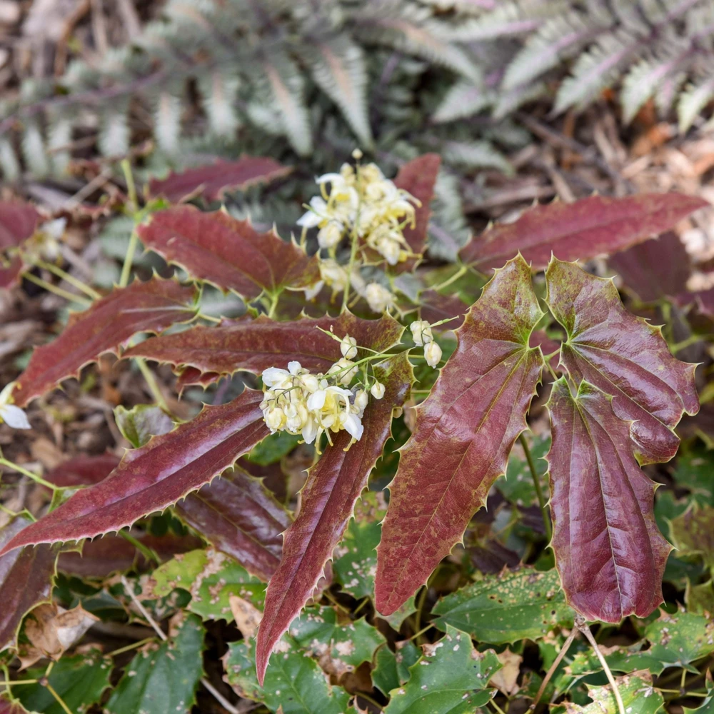 Epimedium Sandy Claws Perennial Live Plant – Well Rooted – 5.25" Pot – Shade - Image 3