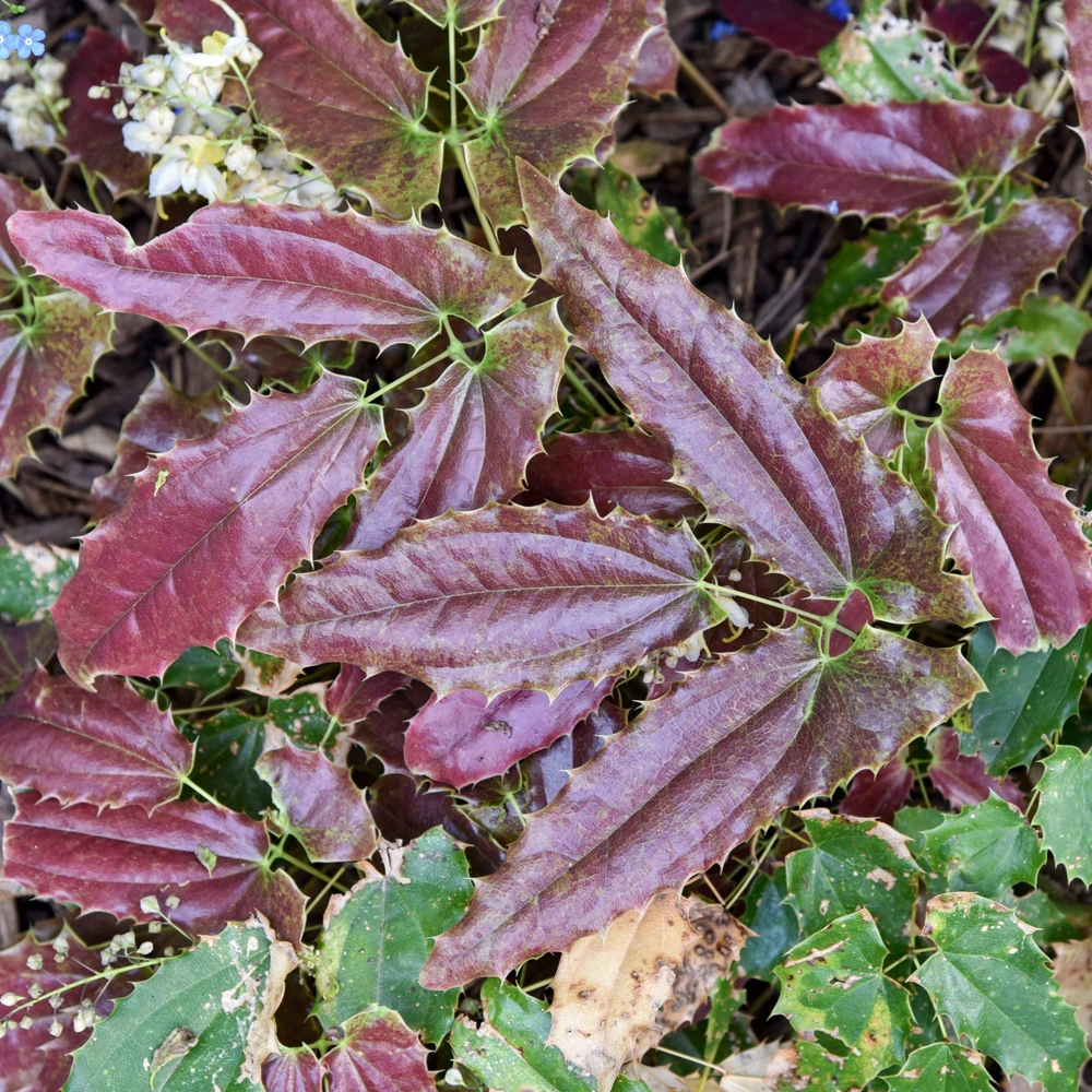 Epimedium Sandy Claws Perennial Live Plant – Well Rooted – 5.25" Pot – Shade - Image 4