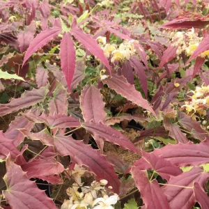 Epimedium Sandy Claws Perennial Live Plant – Well Rooted – 5.25