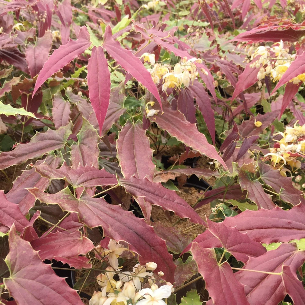 Epimedium Sandy Claws Perennial Live Plant – Well Rooted – 5.25" Pot – Shade - Image 5