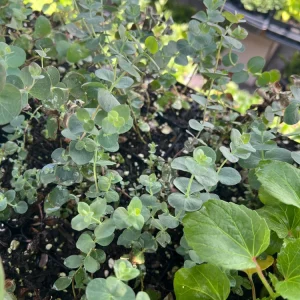 Eucalyptus Baby Blue Spiral Live Plant - 2.5 inch Pot, Fragrant Foliage - Image 2