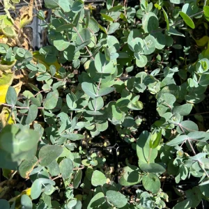 Eucalyptus Silver Dollar Live Plant - Fragrant 2.5 inch Pot - Indoor/Outdoor - Image 2