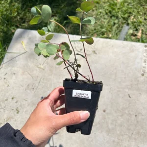 Eucalyptus Silver Dollar Live Plant - Fragrant 2.5 inch Pot - Indoor/Outdoor - Image 3