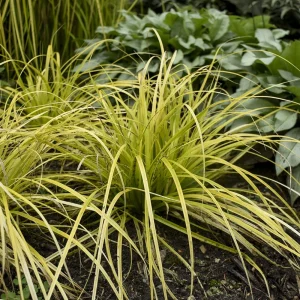 Everillo Japanese Sedge Live Plant - Carex Shade Grass Perennial, Potted - Image 2