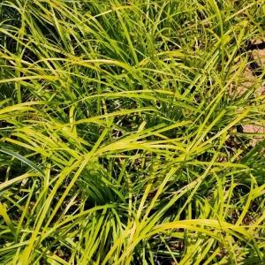 Everillo Japanese Sedge Live Plant - Carex Shade Grass Perennial, Potted - Image 3