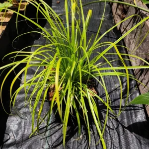Everillo Japanese Sedge Live Plant - Carex Shade Grass Perennial, Potted - Image 4