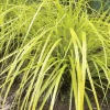 Everillo Japanese Sedge Live Plant - Carex Shade Grass Perennial, Potted - Image 1