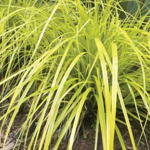 Everillo Japanese Sedge Live Plant - Carex Shade Grass Perennial, Potted - Image 1