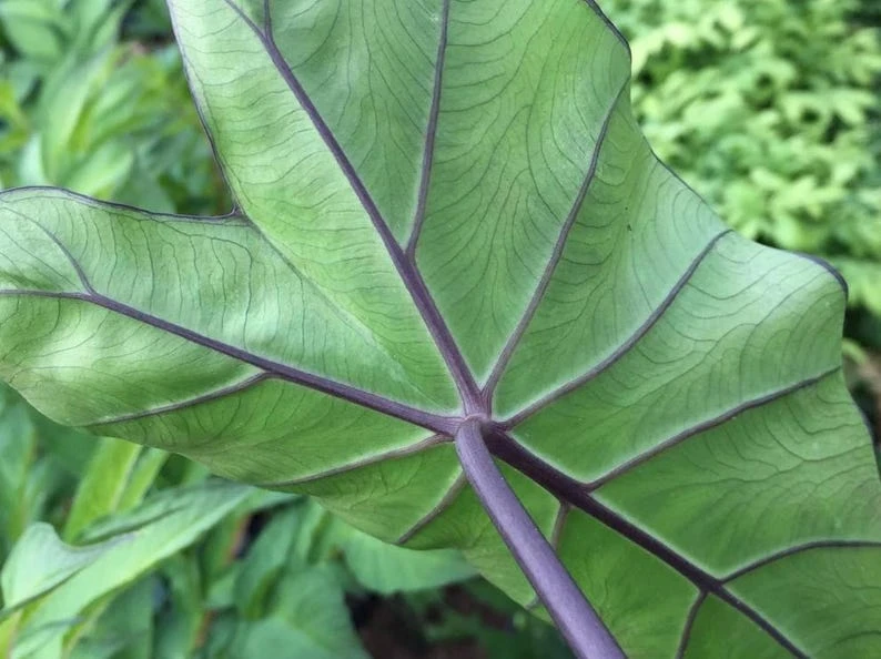 Fontanesii Colocasia Live Plant – Giant Elephant Ear Tropical Plant – Outdoor - Image 2