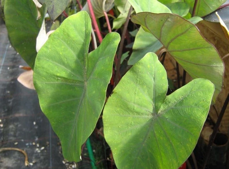 Fontanesii Colocasia Live Plant – Giant Elephant Ear Tropical Plant – Outdoor - Image 1