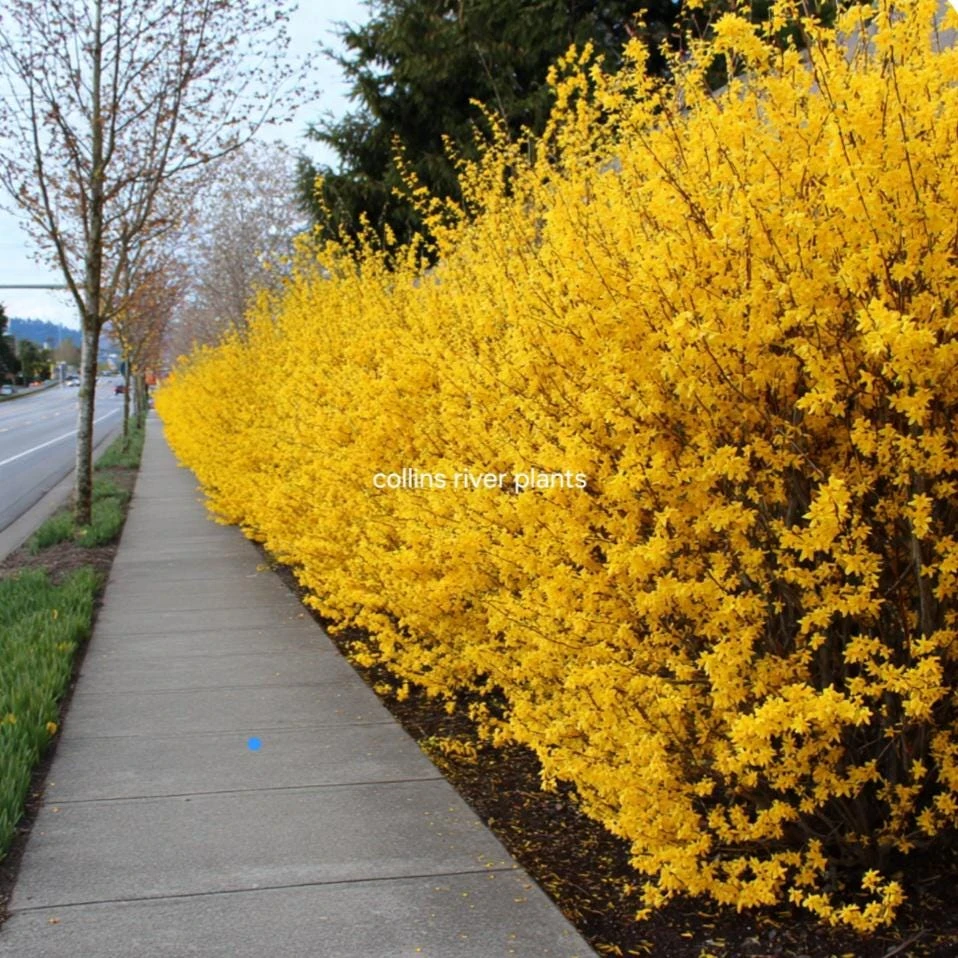 Forsythia Shrub Lynnwood Gold Live Plant - 18-24 inches Tall - Quart Pot - Outdoor - Image 2