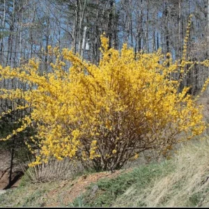 Forsythia Shrub Lynnwood Gold Live Plant - 18-24 inches Tall - Quart Pot - Outdoor - Image 3