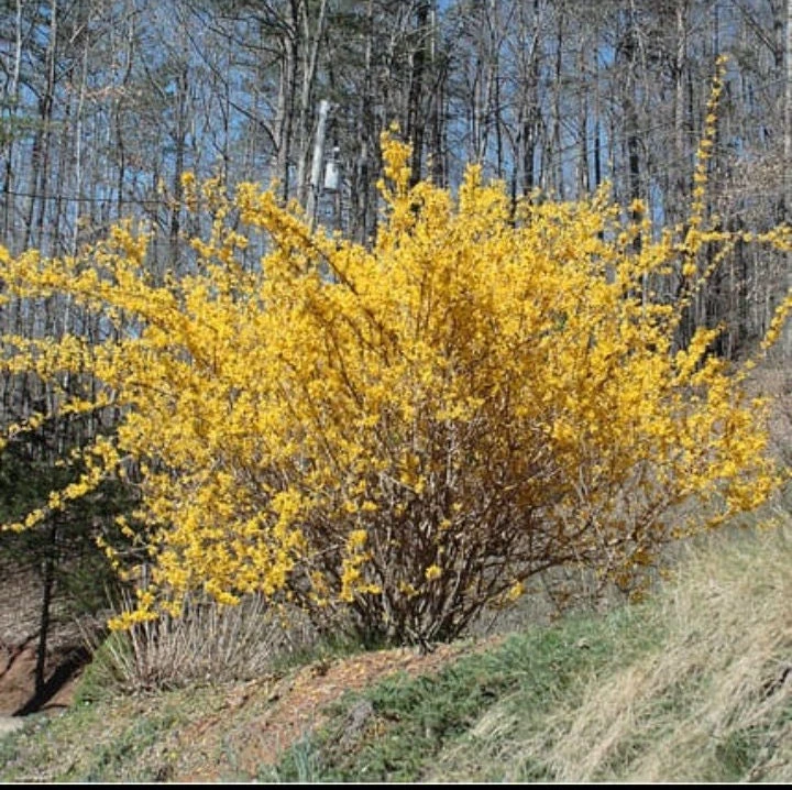 Forsythia Shrub Lynnwood Gold Live Plant - 18-24 inches Tall - Quart Pot - Outdoor - Image 3