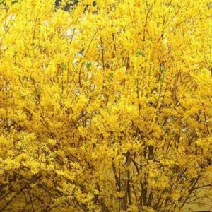 Forsythia Shrub Lynnwood Gold Live Plant - 18-24 inches Tall - Quart Pot - Outdoor - Image 4
