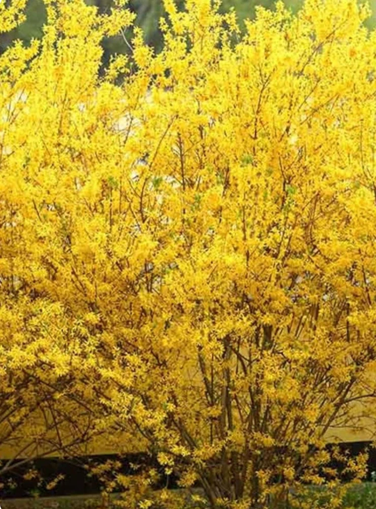 Forsythia Shrub Lynnwood Gold Live Plant - 18-24 inches Tall - Quart Pot - Outdoor - Image 4