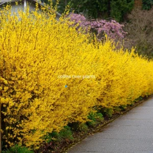 Forsythia Shrub Lynnwood Gold Live Plant - 18-24 inches Tall - Quart Pot - Outdoor - Image 5