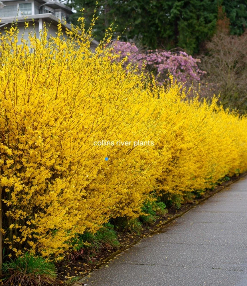 Forsythia Shrub Lynnwood Gold Live Plant - 18-24 inches Tall - Quart Pot - Outdoor - Image 5