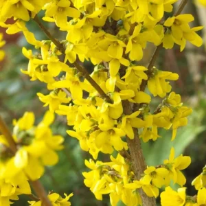 Forsythia Shrub Lynnwood Gold Live Plant - 18-24 inches Tall - Quart Pot - Outdoor - Image 1