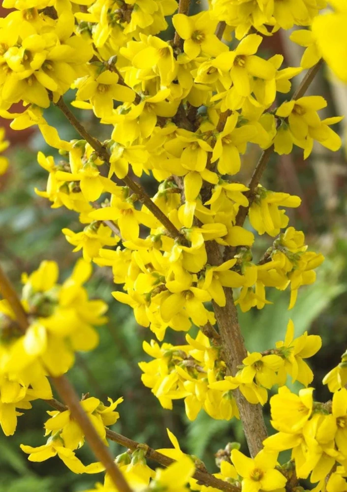 Forsythia Shrub Lynnwood Gold Live Plant - 18-24 inches Tall - Quart Pot - Outdoor - Image 1