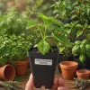 Fried Chicken Pepper Live Plant – Superhot Chili – Fruity Flavor – 2.5 inch Pot - Image 1