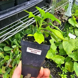 Fried Chicken Pepper Live Plant – Superhot Chili – Fruity Flavor – 2.5 inch Pot - Image 2