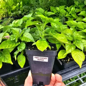 Fried Chicken Pepper Live Plant – Superhot Chili – Fruity Flavor – 2.5 inch Pot - Image 3