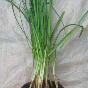 Garlic Chives Live Plant – Rooted, Well-Developed – Ready to Transplant - Image 2