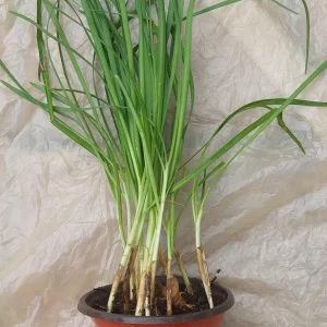 Garlic Chives Live Plant – Rooted, Well-Developed – Ready to Transplant - Image 3