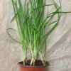 Garlic Chives Live Plant – Rooted, Well-Developed – Ready to Transplant - Image 1