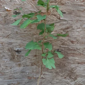 Gingko Biloba Tree Live Plant – Maidenhair Tree – 2-3 Ft. Tall – Quart Pot – Outdoor - Image 4