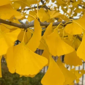 Gingko Biloba Tree Live Plant – Maidenhair Tree – 2-3 Ft. Tall – Quart Pot – Outdoor - Image 5