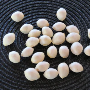 Ginkgo Biloba Seeds - 12+ Fresh Maidenhair Tree Seeds for Planting - Image 1