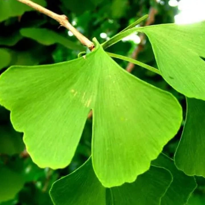 Ginkgo Biloba Tree Live Plant – 2 Ft. Maidenhair Tree – Deciduous Shade Tree - Image 2