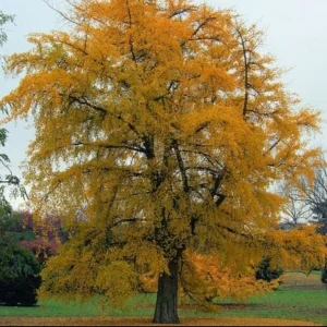 Ginkgo Biloba Tree Live Plant – 2 Ft. Maidenhair Tree – Deciduous Shade Tree - Image 3