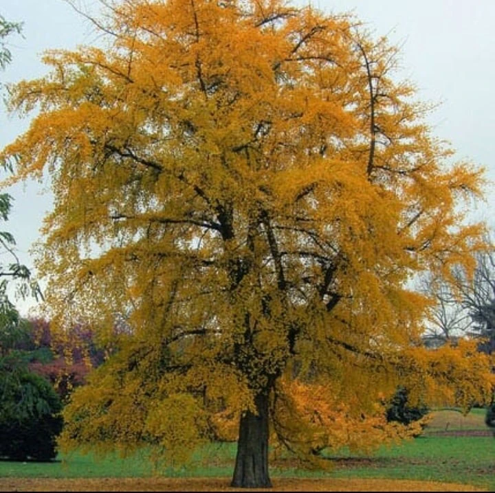 Ginkgo Biloba Tree Live Plant – 2 Ft. Maidenhair Tree – Deciduous Shade Tree - Image 3