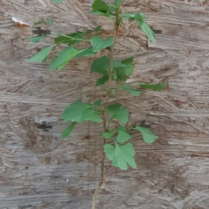 Ginkgo Biloba Tree Live Plant – 2 Ft. Maidenhair Tree – Deciduous Shade Tree - Image 4