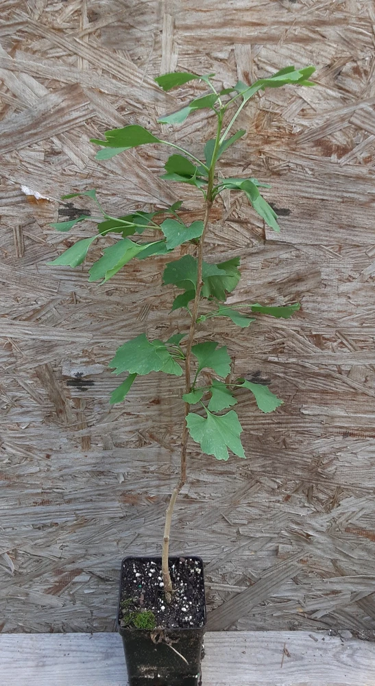 Ginkgo Biloba Tree Live Plant – 2 Ft. Maidenhair Tree – Deciduous Shade Tree - Image 4