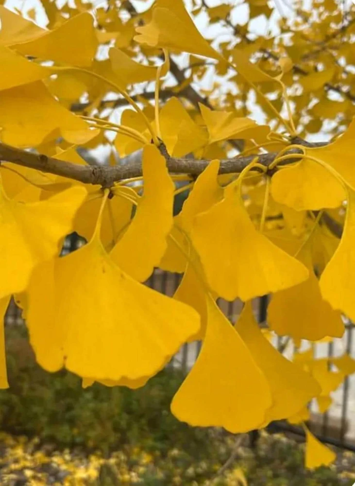 Ginkgo Biloba Tree Live Plant – 2 Ft. Maidenhair Tree – Deciduous Shade Tree - Image 5