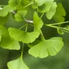 Ginkgo Biloba Tree Live Plant – 2 Ft. Maidenhair Tree – Deciduous Shade Tree - Image 1