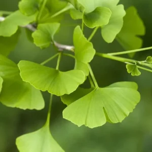 Ginkgo Biloba Tree Live Plant – 2 Ft. Maidenhair Tree – Deciduous Shade Tree - Image 1