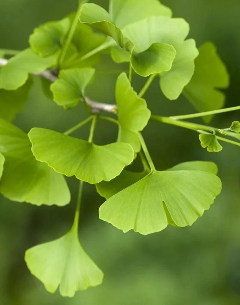 Ginkgo Biloba Tree Live Plant – 2 Ft. Maidenhair Tree – Deciduous Shade Tree - Image 1