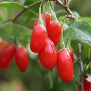 Goji Berry Live Plant - 4in Pot - Superfood Bush for Garden - Image 2