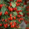 Goji Berry Live Plant - 4in Pot - Superfood Bush for Garden - Image 1