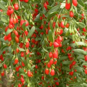 Goji Berry Live Plant – Half Gallon Pot – Edible Fruit Shrub - Image 2