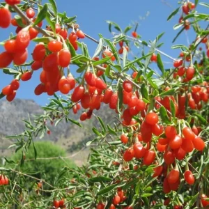 Goji Berry Live Plant – Half Gallon Pot – Edible Fruit Shrub - Image 1