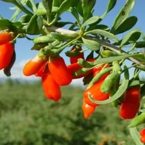 Goji Berry Live Plant (Wolfberry) in Pot with Fruits - Edible & Healthy - Image 1