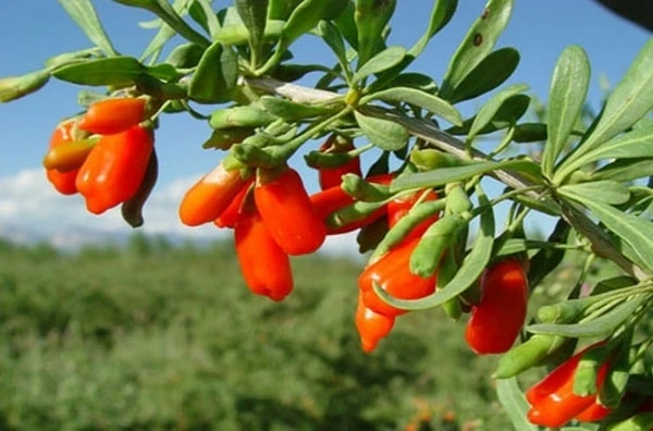Goji Berry Live Plant (Wolfberry) in Pot with Fruits - Edible & Healthy - Image 1